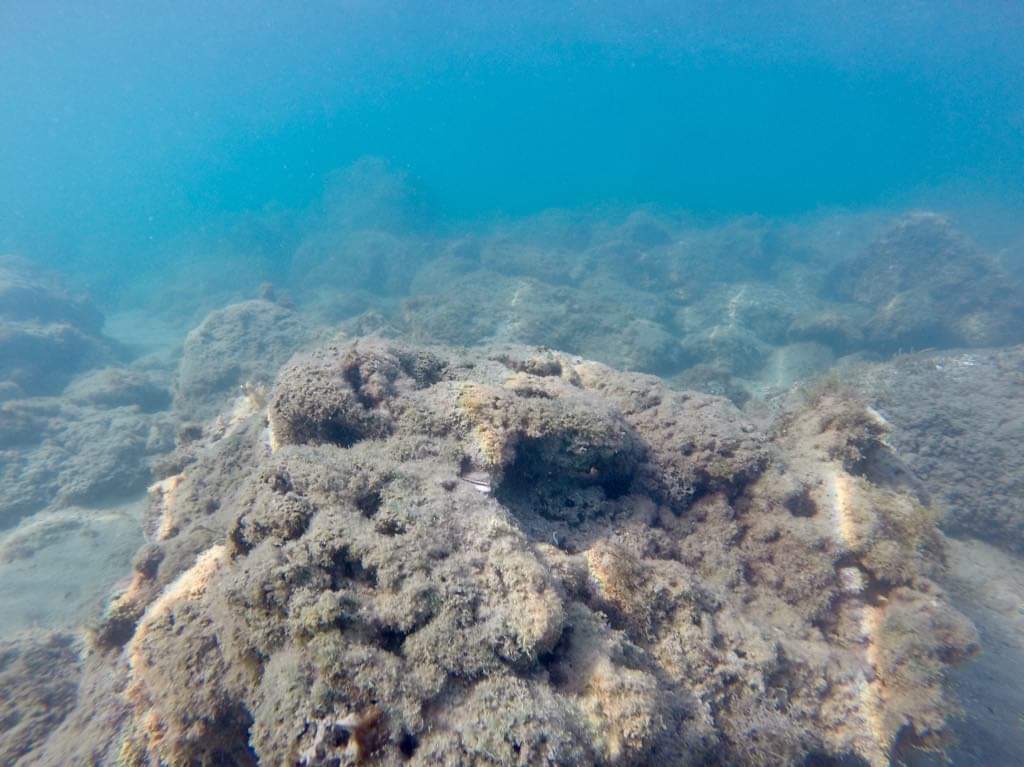 Andiamo a scoprire sott’acqua il nostro reef